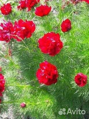 Пионы саженцы