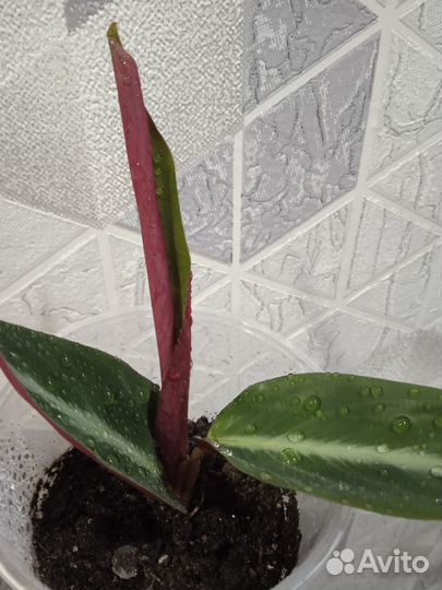 Строманта марун