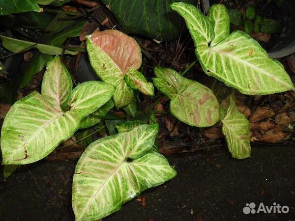 Сортовые сингониумы