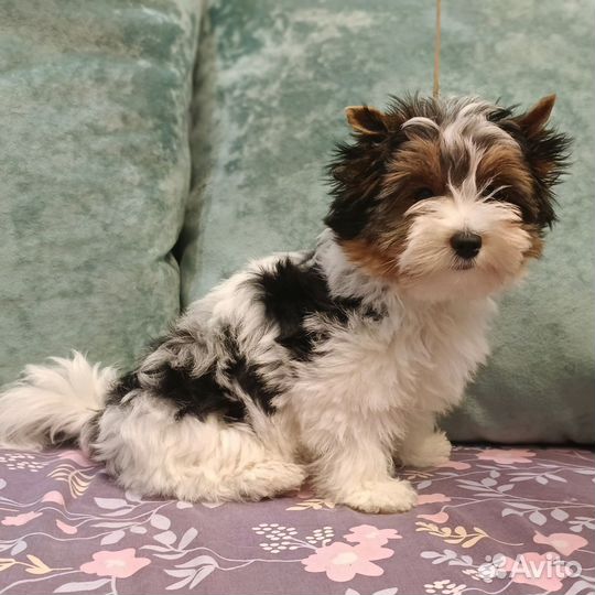 Красивый щенок