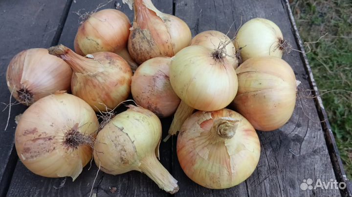 Наберем вам ведро или сетку лука репчатого, пишите