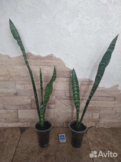 Сансевиерия