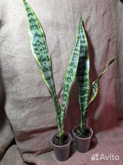 Сансевиерии сортовые