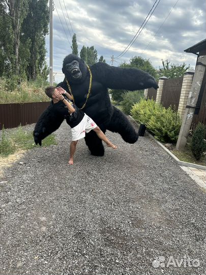 Белый мишка Горилла Тедди Котик Поздравление