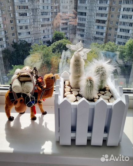 Кактусы разных сортов