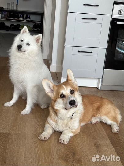 Передержка выгул присмотр няня собак кошек