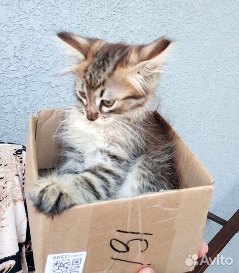 Отдам котенок-мальчик с примесью мейн-куна, девочк