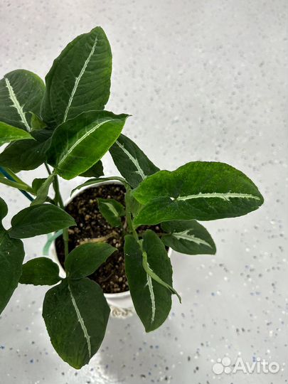 Сингониумы