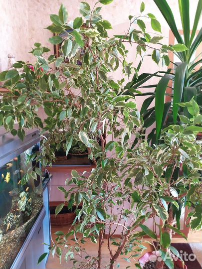 Фикусы и Юкка - огромные деревья