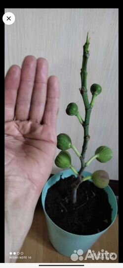 Саженцы инжира