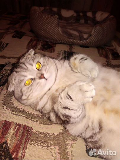 Вязка. Шикарный крупный шотландец Скотиш фолд