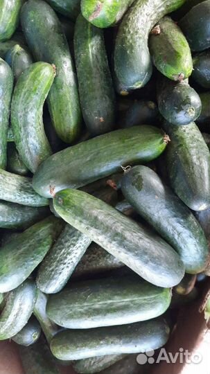 Абузы сладкие 36р