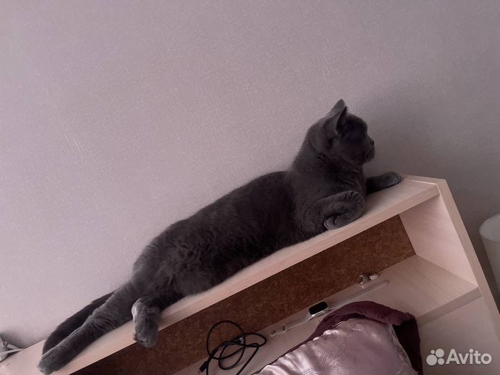Кошки
