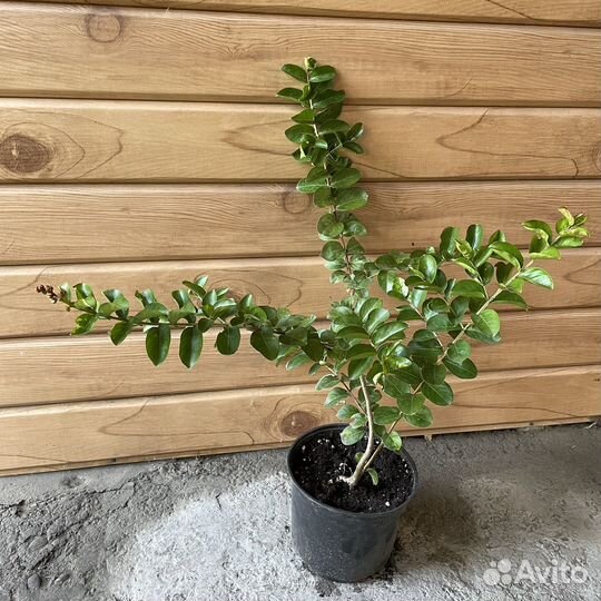 Растения для сада. Лагерстремия