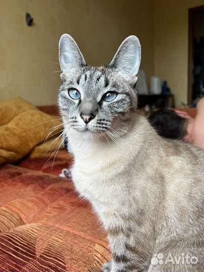 Голубоглазка в дар