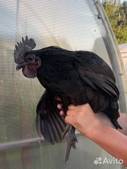 Петух ухейлюй