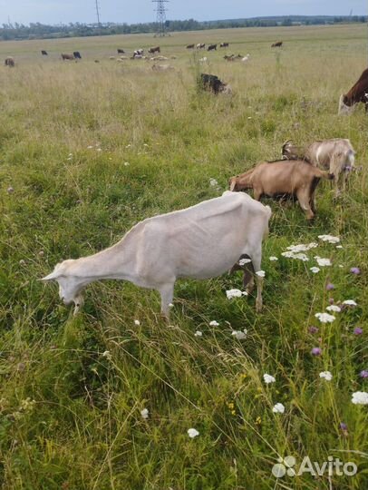 Овцы бараны ягнята романовские