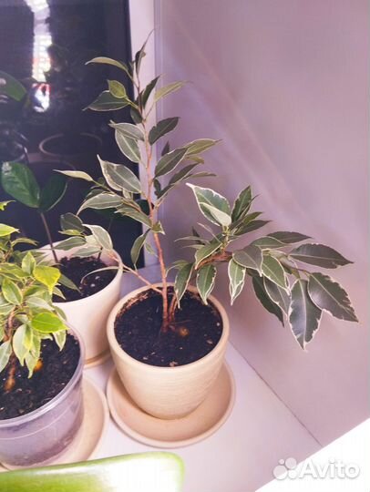 Фикус бенджамина