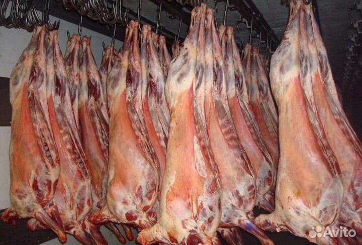 Мясо баранина