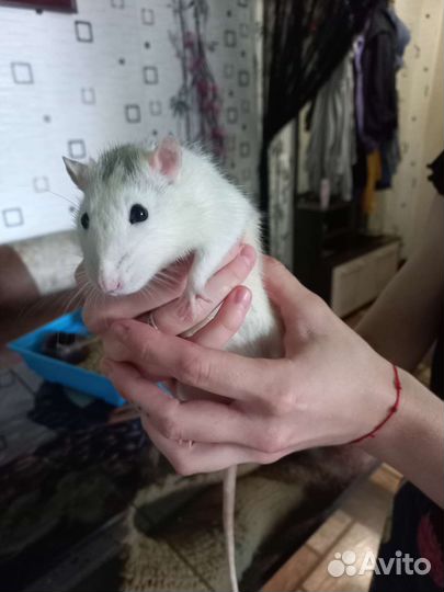 Крысы Дамбо с клеткой