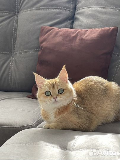 Ищем котика шотландца для вязки