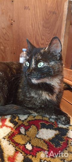 Спасти Добрую Кошку, доставим. лоток на отлично