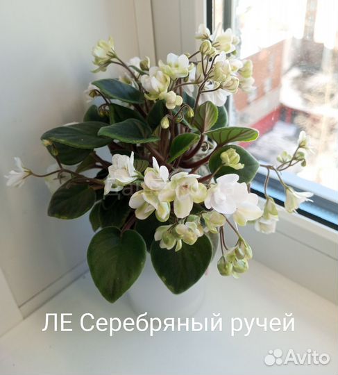 Фиалки трейлерные