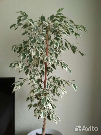 Фикус Бенджамина старлайт