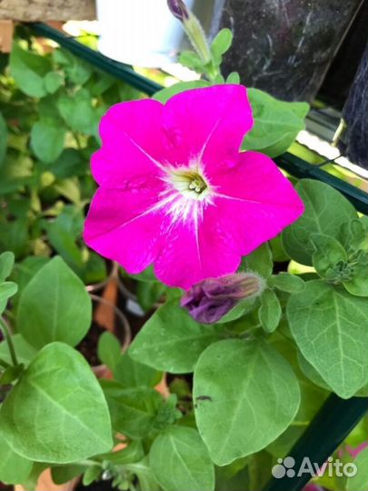 Петунья микс рассада