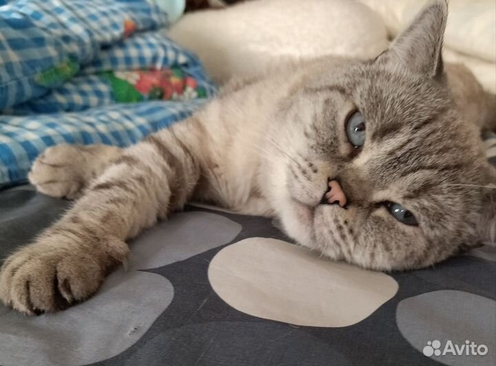 Британский кот в дар