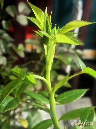 Комнатные цветы розы