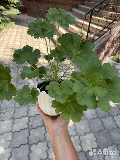 Пеларгония Леона Галактика