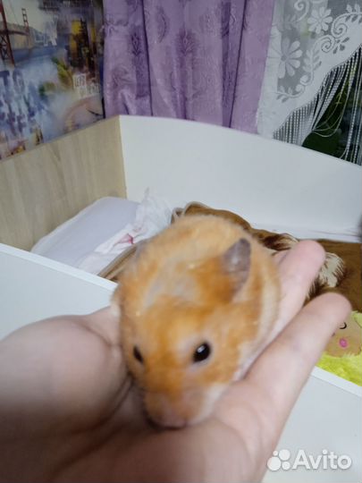 Хомяк сирийский