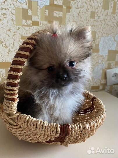 Щенята девочки