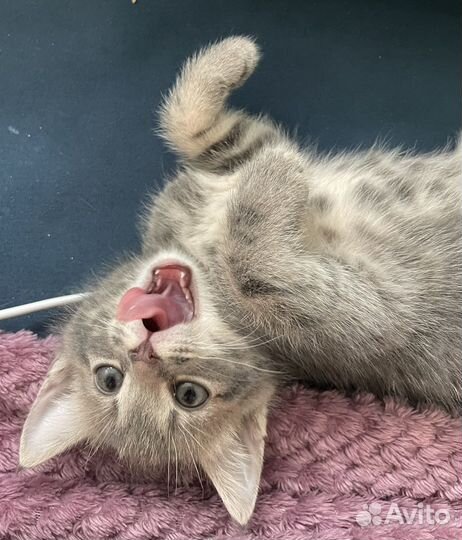 Котенок в добрые руки