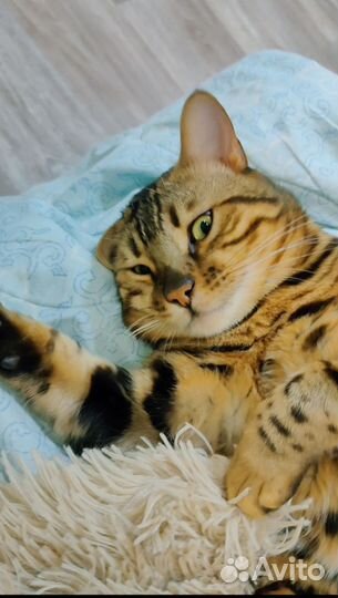 Бенгальская