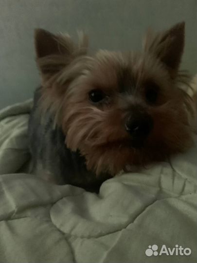 Собака хищная