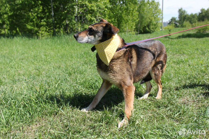 Собака Магда ищет человека, чтобы дарить любовь