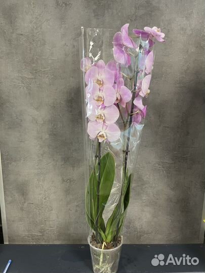 Орхидея фаленопсис