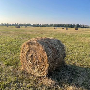 Продам сено в рулонах