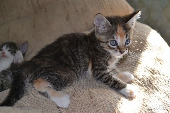 Котята 1,5 месяца