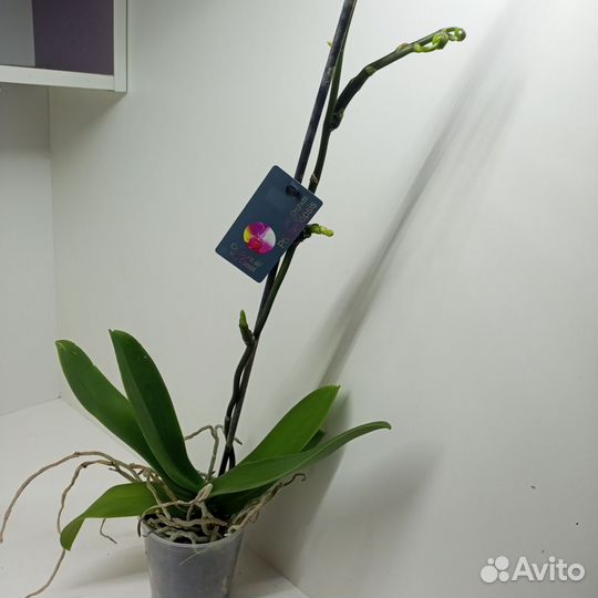 Орхидея микс разноцветеые