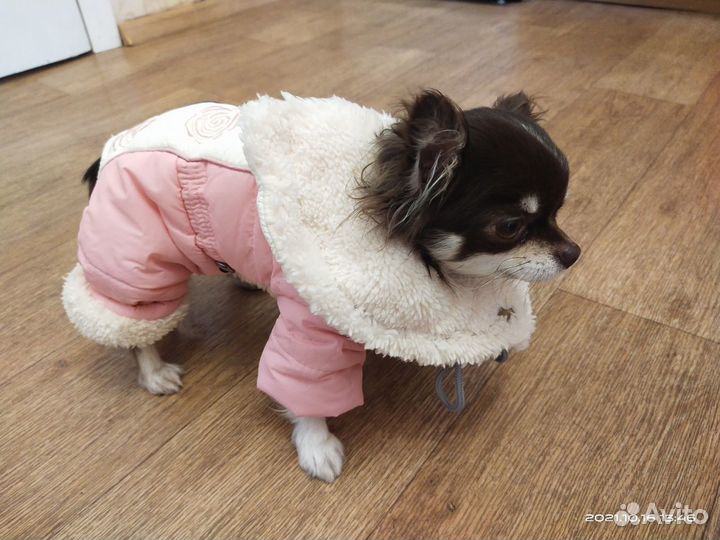Зимний комбинезон для собаки, новый, S
