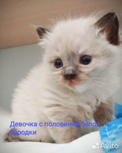 Кошка в дар бесплатно