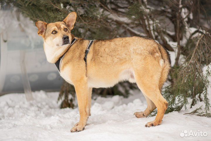 Байкал. 50см вхолке. Ищет дом