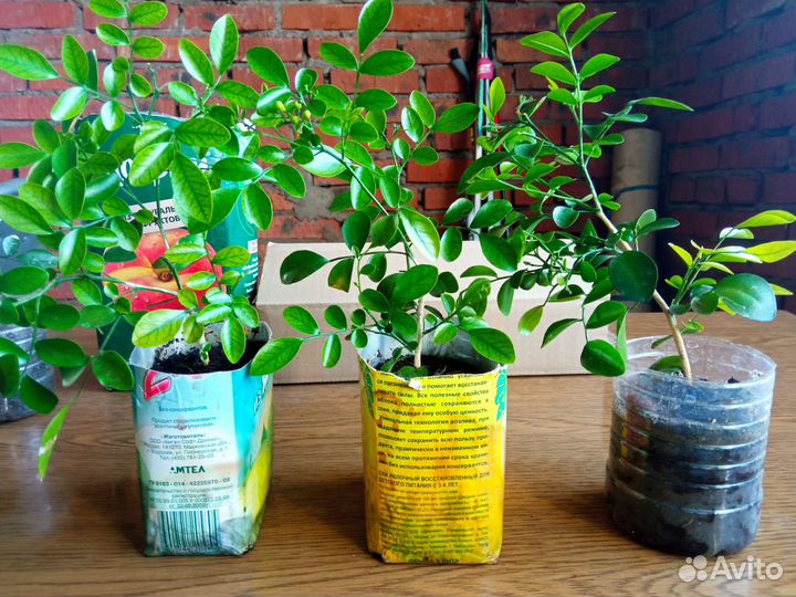 Муррая метельчатая