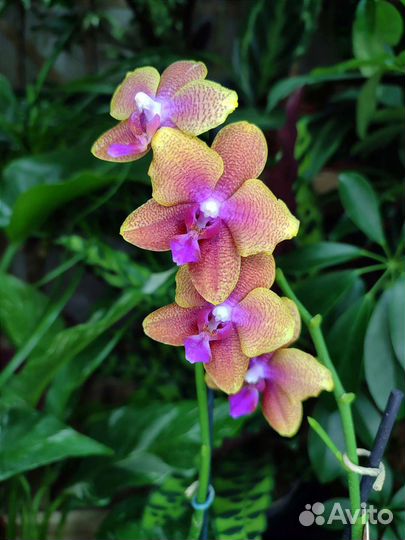 Ароматная орхидея BronzeBuddha