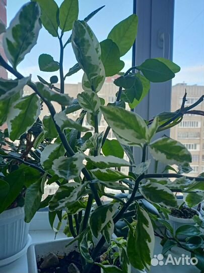 Педилантус