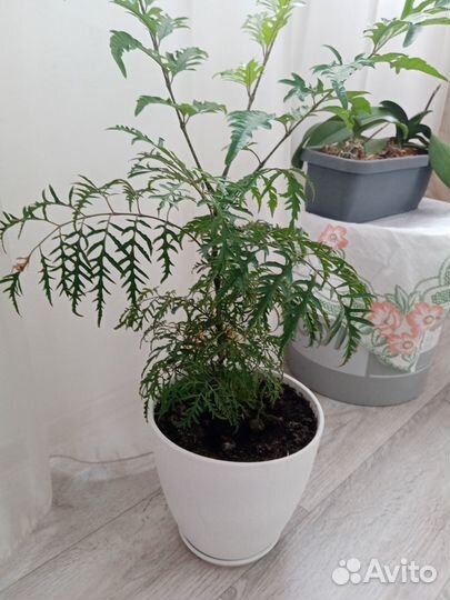 Комнатный цветок (полициас)