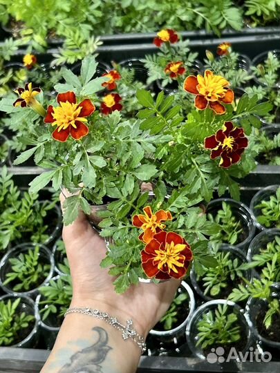 Рассада бархатцев